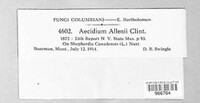 Dicaeoma allenii image